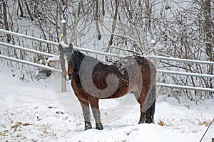 A Draft Horse with White Face in Winter Pasture