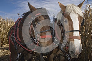 Draft horses