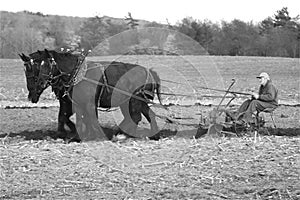 Draft Horses