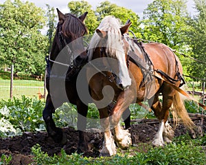 Draft horses