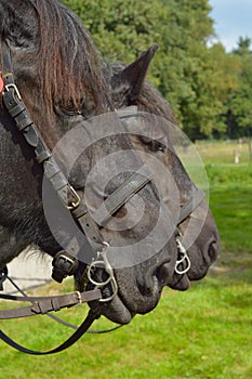 Draft horses