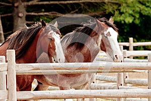 Draft Horses