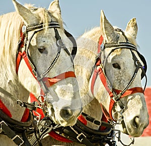 Draft Horses