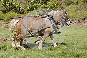 Draft horses