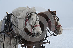 Draft Horses on Elk Refuge