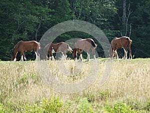 Draft horses grazing