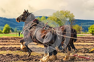 Draft Horses hooked to a plow