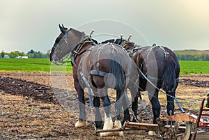 Draft Horses hooked to a plow