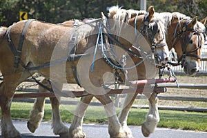 Draft horses II