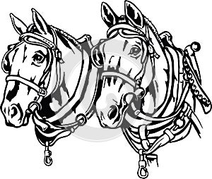 Draft Horses Illustration photo