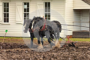 Draft Horses Plowing a Field