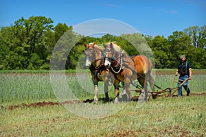 Draft Horses Plowing Field