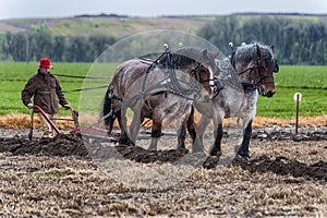 Draft Horses pull a plow guided by a man