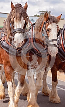 Draft Horses In A Street Parade