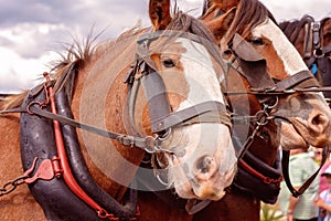 Draft Horses In A Street Parade