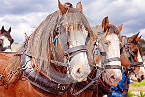 Draft Horses In A Street Parade