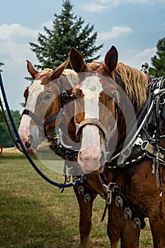 Draft Horses Tied to Trailer Look Out