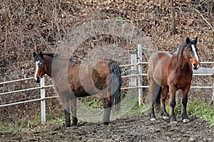 Draft Horses with White Faces