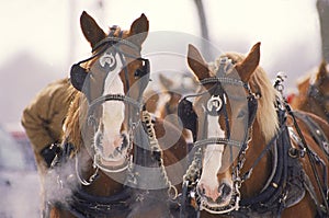 Draft horses working