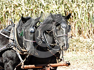Draft horses working on the farm in corn field
