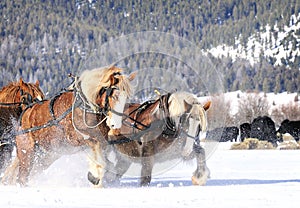 Draft Horses Working Hard Pulling in Snow