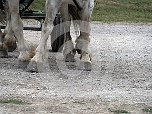 Draft working horse hoof close up detail