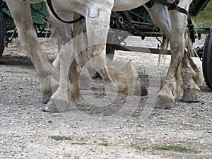 Draft working horse hoof close up detail