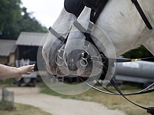 Draft working horse hoof close up detail