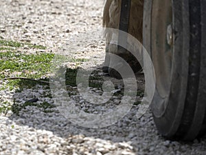 Draft working horse hoof close up detail