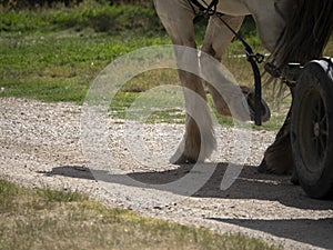 Draft working horse hoof close up detail