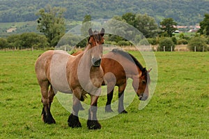 Drafthorses