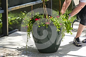 Dragging Flower Garden Pot Preparation