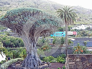 The drago of Canarias, Canary Islands photo