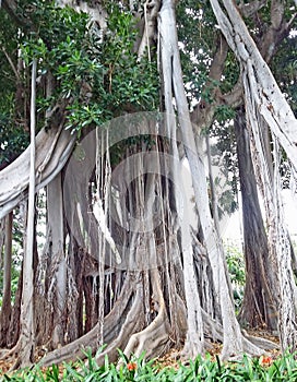 The drago of Canarias, Canary Islands photo