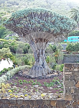 The drago of Canarias, Canary Islands, photo