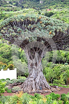 Drago Milenario, Icod de los Vinos, Tenerife