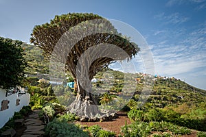 Drago park, Tenerife photo