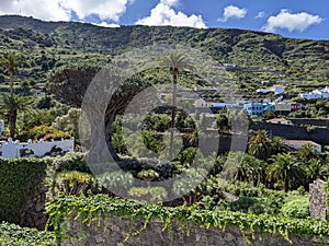 Drago Tree of Icod de los Vinos on the island of Tenerife in Spain