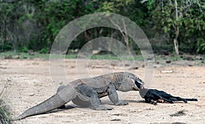 The dragon attacks. The Komodo dragon attacks the prey. The Komodo dragon, scientific name: Varanus komodoensis. Indonesia