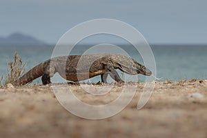 Dragon on the beach photo