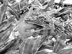 dragon black and white hunter