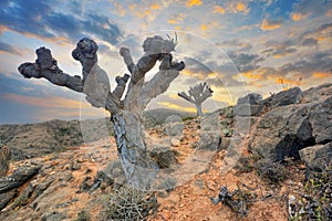 Dragon blood rare trees in the mountains of Salalah Dhofar , Oman