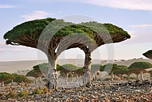 Dragon blood tree