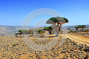 Dragon Blood Tree