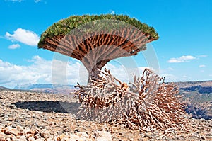 A Dragon Blood tree and dead branches, red rocks and canyon in Shibham, Dixam Plateau, Socotra island, Yemen