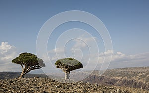 Dragon blood tree, dracaena cinnabari