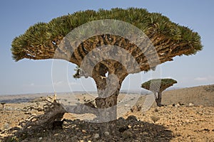 Dragon blood tree, dracaena cinnabari