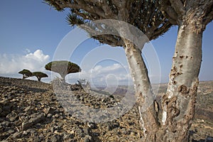 Dragon blood tree, dracaena cinnabari