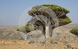 Dragon blood tree, dracaena cinnabari