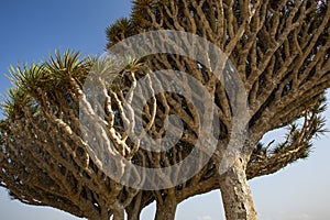 Dragon blood tree, dracaena cinnabari